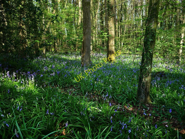 Photo 6"x4" Boarhuts Copse Hambledon\/SU6414 c2009 P1
