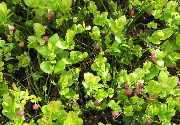 Photo 6"x4" Flowering stage of the bilberry plant Common Hill\/SO5834 c2009