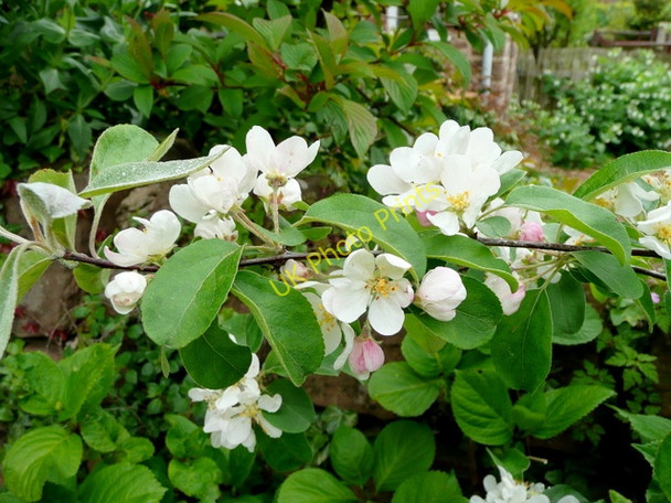Photo 6"x4" Apple blossom 1 Bromsash c2009