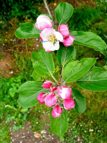 Photo 6"x4" Apple blossom 2 Bromsash c2009