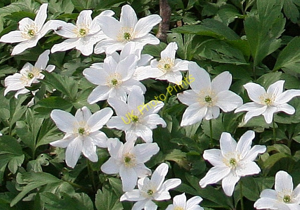 Photo 6"x4" Wood Anemone (Anemone nemorosa) Duncanstone c2009