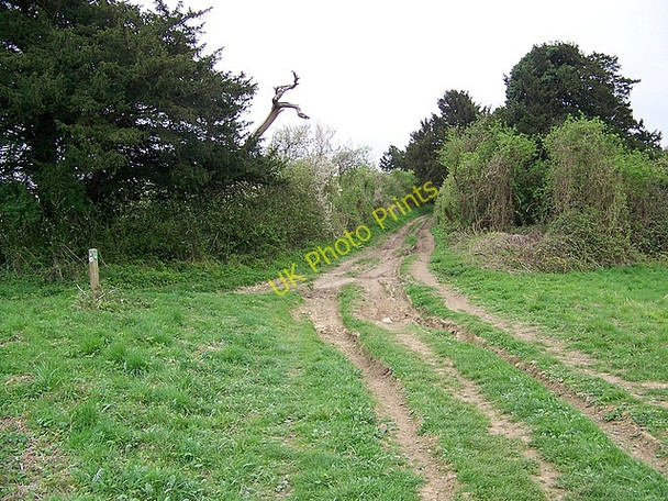 Photo 6"x4" Bridleway to Breamore Breamore c2009