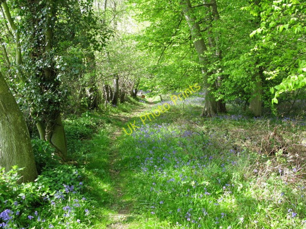 Photo 6"x4" Footpath through Worten Wood Ripper's Cross c2009