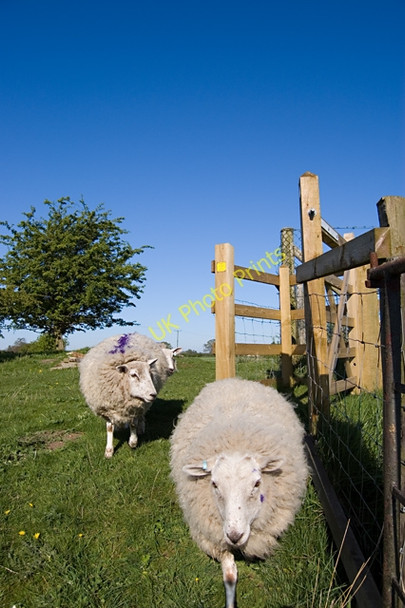 Photo 6"x4" Kissing gate near Market Weighton canal Rascal Moor c2009