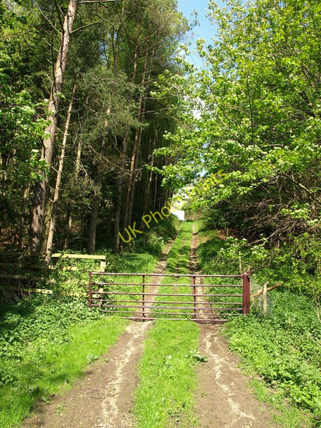 Photo 6"x4" Woodland track in East Dale High Hunsley c2009