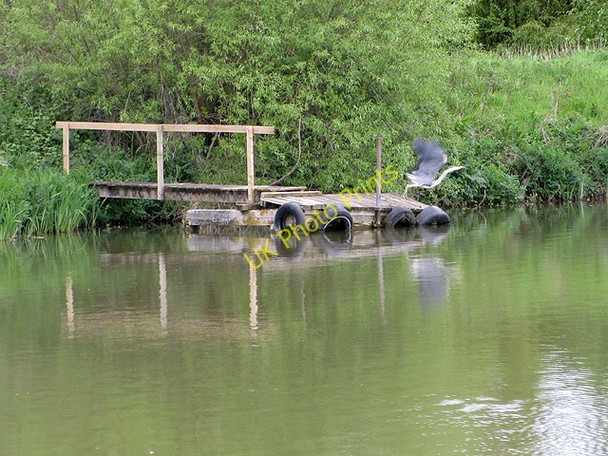 Photo 6"x4" Grey heron takes flight Bromsash c2009
