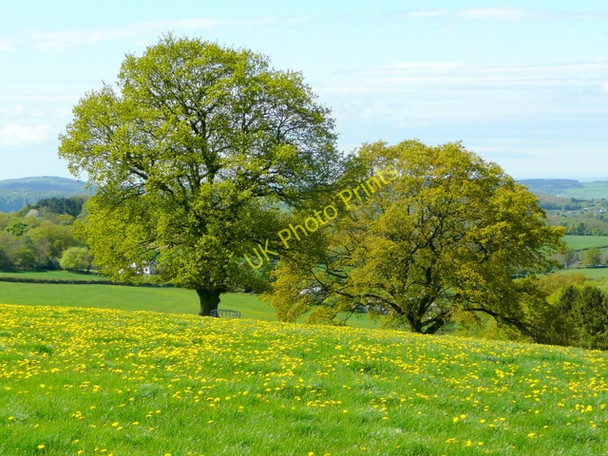 Photo 6"x4" Oaks and dandelions 1 Hope Mansell c2009