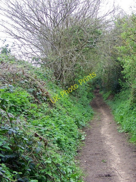 Photo 6"x4" Bridleway near Breamore Breamore c2009