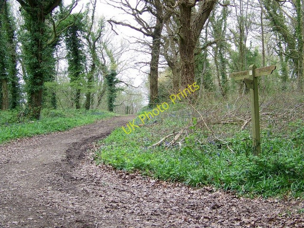 Photo 6"x4" Bridleway junction near Whitsbury Flood Street c2009