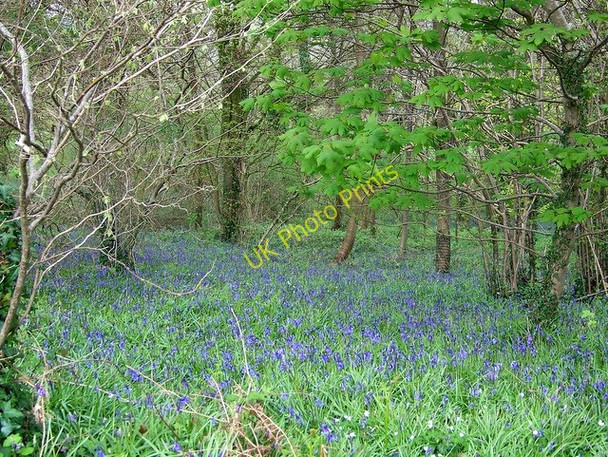 Photo 6"x4" Bluebells, Whitsbury Whitsbury c2009