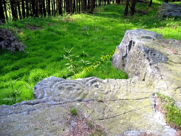 Photo 6"x4" Cup and ring marked outcrop at Hare Crags Holburn c2008