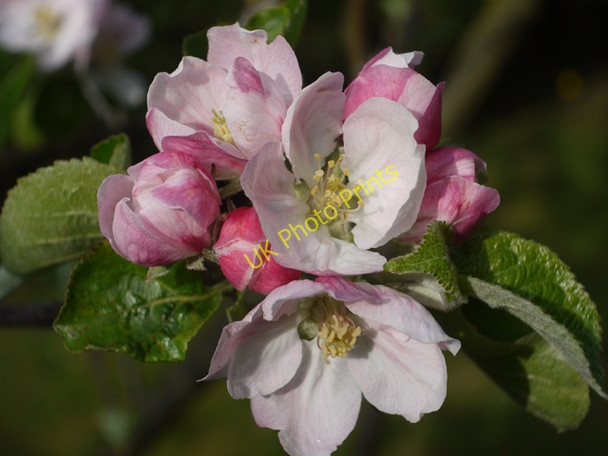 Photo 6"x4" Apple Blossom, Barton Upon Humber Barton-Upon-Humber c2009