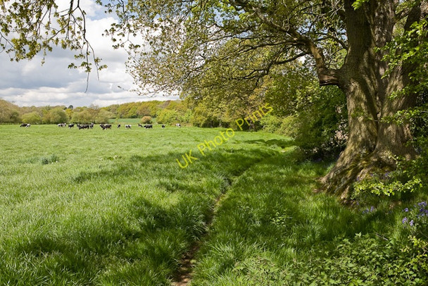 Photo 6"x4" Footpath south of Prior's Hold Farm Boarhunt c2009