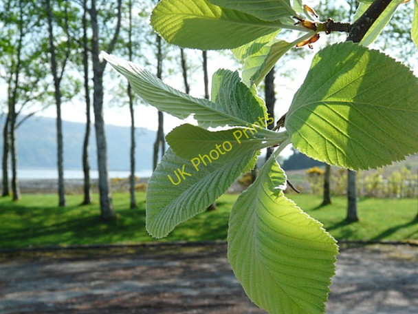Photo 6"x4" Picnic area at Lochcarron Golf Club. Kirkton\/NG9141 c2009