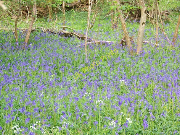 Photo 6"x4" Bluebells near Whitsbury Fordingbridge c2009