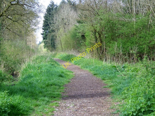 Photo 6"x4" Black Dog Woods, Dilton Marsh Clearwood c2009