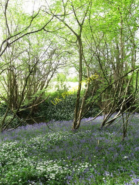 Photo 6"x4" Wild Garlic and Bluebells Mountfield\/TQ7320 c2009