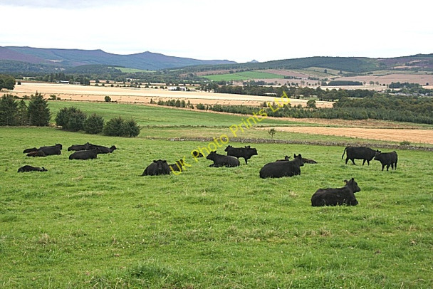 Photo 6"x4" Mains of Tonley Kirkton of Tough c2007 P2