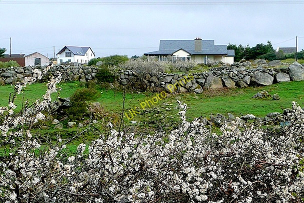 Photo 6"x4" Doire an Lochain (Derryloughaun) Ballynahown\/M1822 c2009