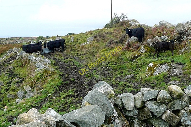 Photo 6"x4" Doire an Lochain (Derryloughaun) Ballynahown\/M1822 c2009 P1