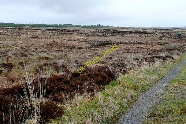 Photo 6"x4" Doire an Lochain (Derryloughaun) Ballynahown\/M1822 c2009 P2
