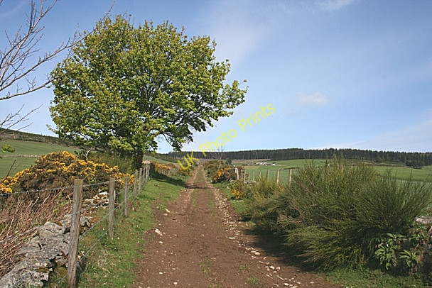Photo 6"x4" Track above Muckletown Tullynessle c2009