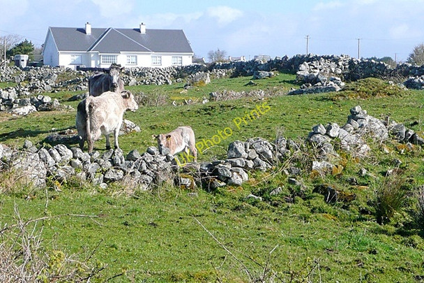 Photo 6"x4" An Lough\u00c3\u00a1n Beag (Loughaunbeg) Loughaunbeg c2009