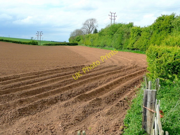 Photo 6"x4" Potato field near Scarcliffe. Bolsover c2009