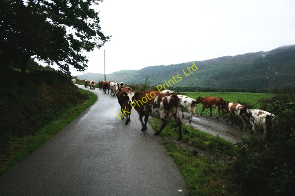 Photo 6"x4" Dairy Cows at Auchnasavil. Bridgend\/NR7937 c2007