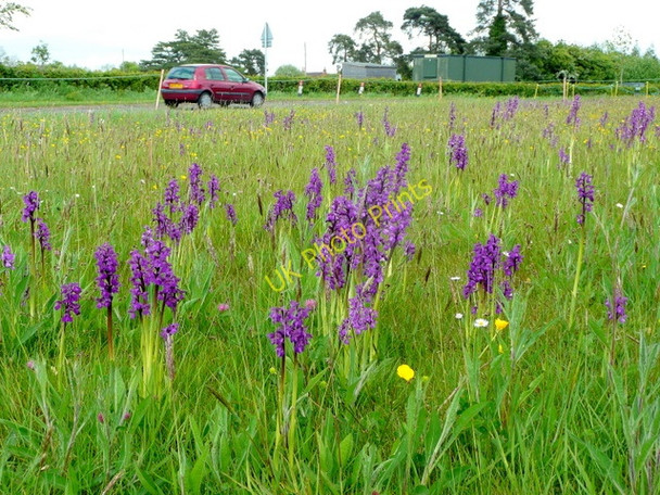 Photo 6"x4" Colony of Green-winged orchid at Welland Marl Bank c2009