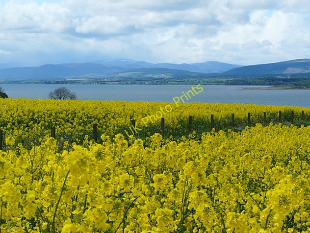 Photo 6"x4" Oilseed rape field near Blackhill. Pitcalnie c2009
