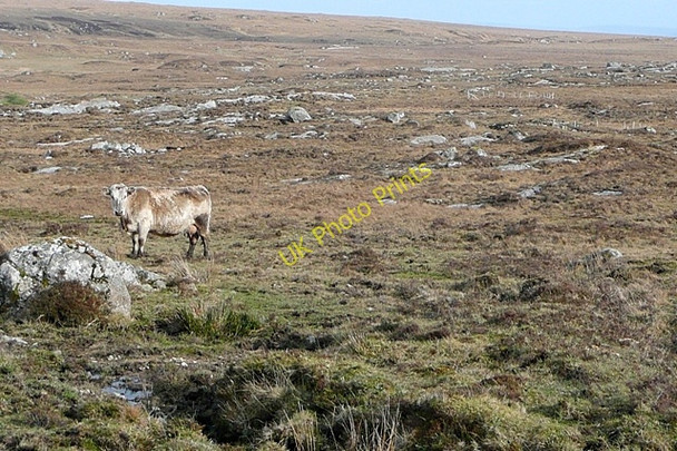 Photo 6"x4" Cnoc Aduaidh (Knockadoagh) Costelloe c2009