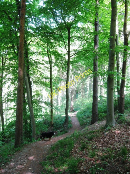 Photo 6"x4" On the Hillside in Wendover Woods Chivery c2009