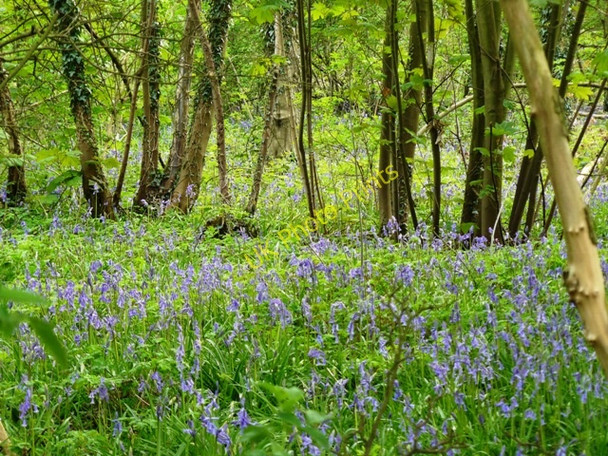 Photo 6"x4" Blue bells in Leake new wood Gotham\/SK5330 c2009