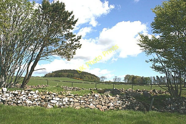 Photo 6"x4" Bruxie Wood Maud c2009