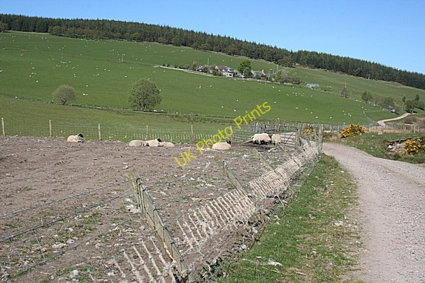 Photo 6"x4" Sheep Fencing Tomnavoulin c2009