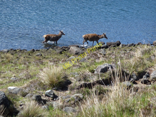 Photo 6"x4" Cooling down in Loch Coruisk Loch nan Leachd c2009