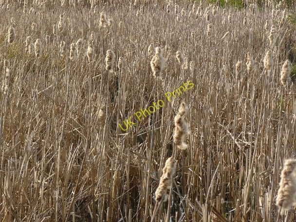 Photo 6"x4" Brook Rushes Ilkeston c2009