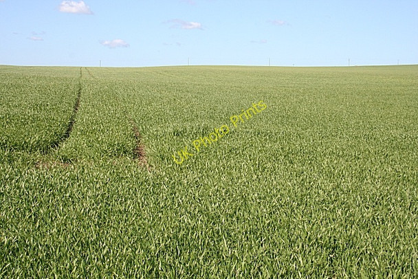 Photo 6"x4" Cereal Crop Middlemuir\/NJ8643 c2009