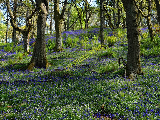 Photo 6"x4" Bluebells in Trowan Wood Ochtertyre\/NN8323 c2009