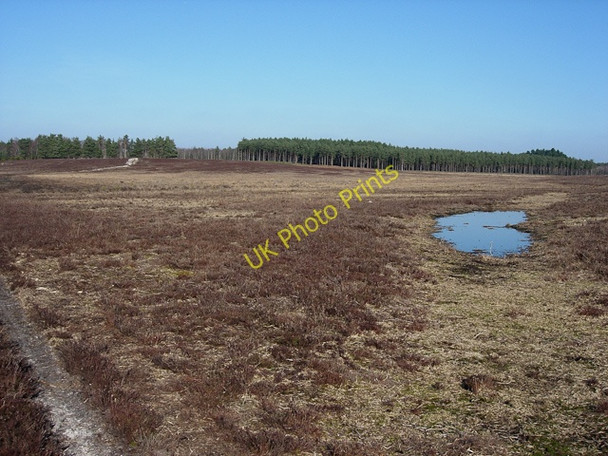 Photo 6"x4" Heathland by Fulliford Passage Ashurst\/SU3310 c2009