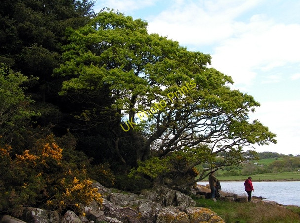 Photo 6"x4" Shoreline Oak Kippford\/Scaur c2009