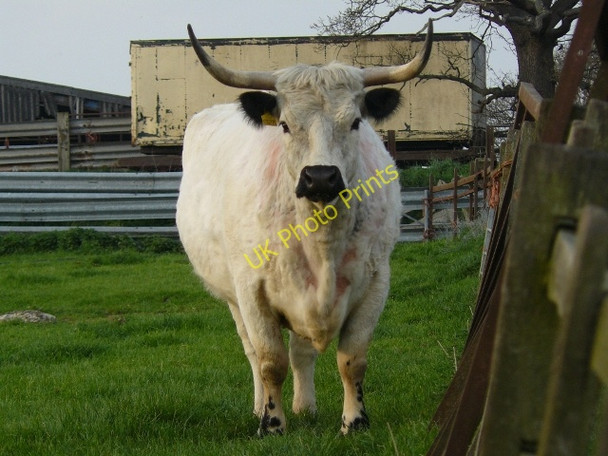Photo 6"x4" Leaving his field Ilkeston c2009