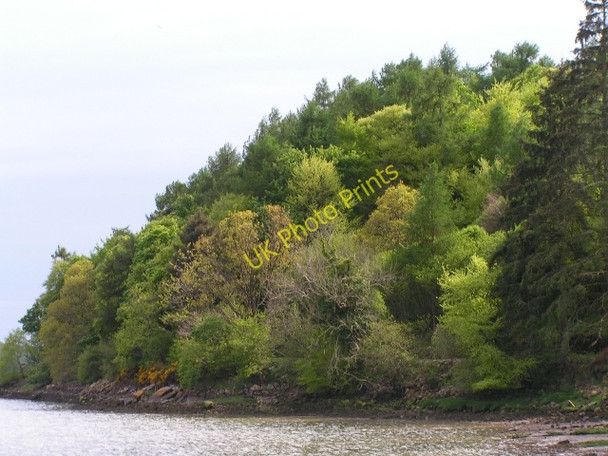 Photo 6"x4" Sunlight on Tornat Wood Kippford\/Scaur c2009