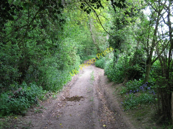 Photo 6"x4" Looking N along route of old Roman Road Betteshanger c2009