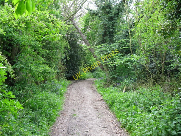 Photo 6"x4" Looking S along old Roman road. Betteshanger c2009