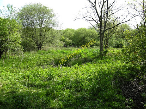 Photo 6"x4" Great Bookham Common Little Bookham c2009