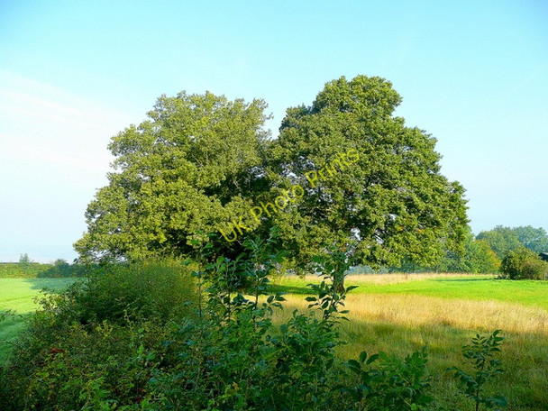 Photo 6"x4" Leys Hill 2 Bull's Hill\/SO5920 c2008