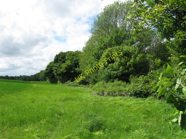 Photo 6"x4" The Hedge along the Canal Towpath on the Wendover Arm Buckland\/SP8812 c2009