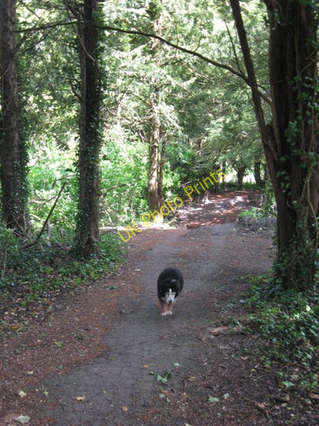 Photo 6"x4" Leaving the yew grove by the main track in Cobblers Pits Buckland\/SP8812 c2009